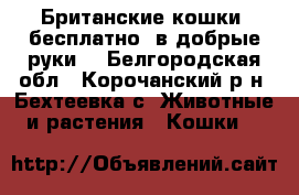 Британские кошки, бесплатно, в добрые руки! - Белгородская обл., Корочанский р-н, Бехтеевка с. Животные и растения » Кошки   